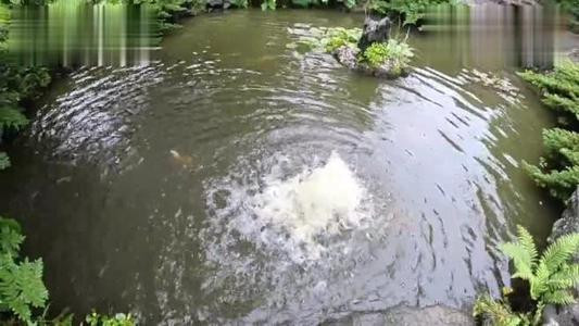 一年级看图写话下雨